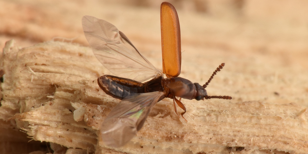 Cucujidae: Pediacus dermestoides